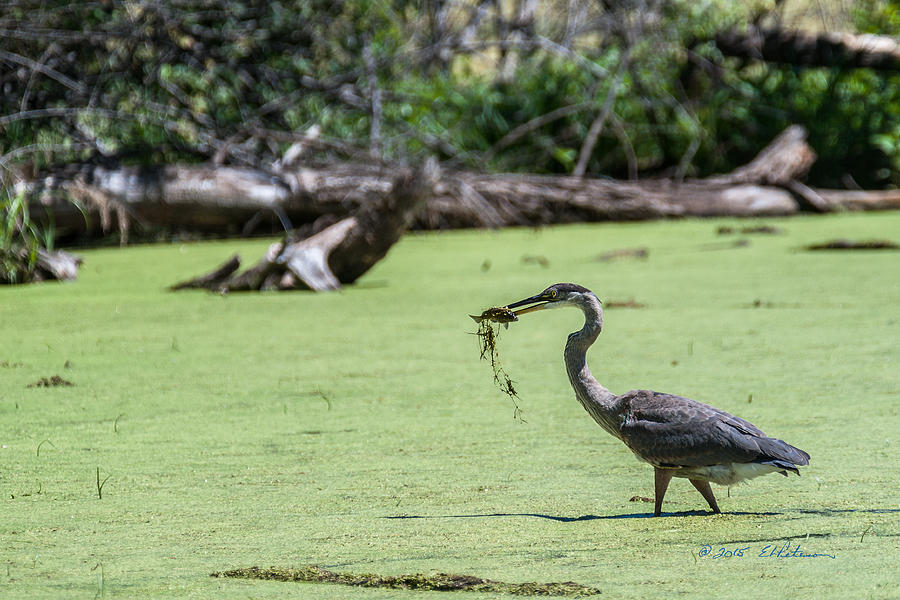 Great Blue Heron Main Meal Photograph by Ed Peterson