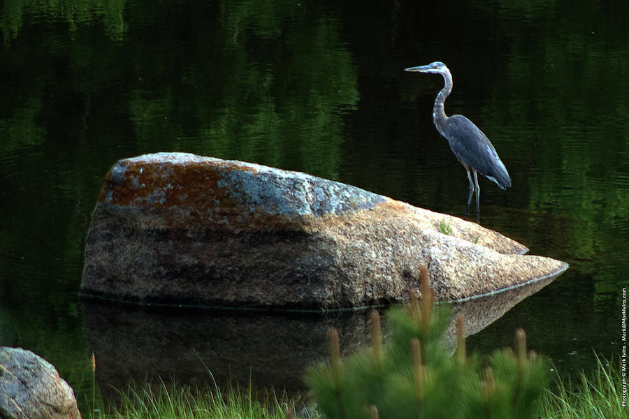 Heron Photograph - Great Blue Heron by Mark Ivins