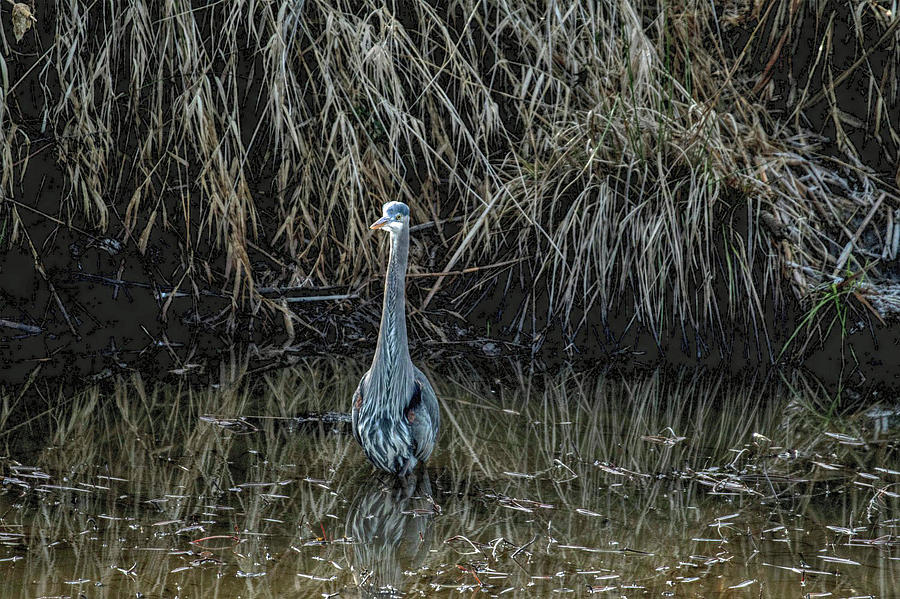 Great Blue Heron by Michael Potts Great Blue Heron by Michael Potts