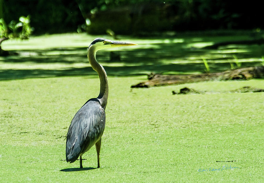Great Blue Heron Midday Photograph by Ed Peterson