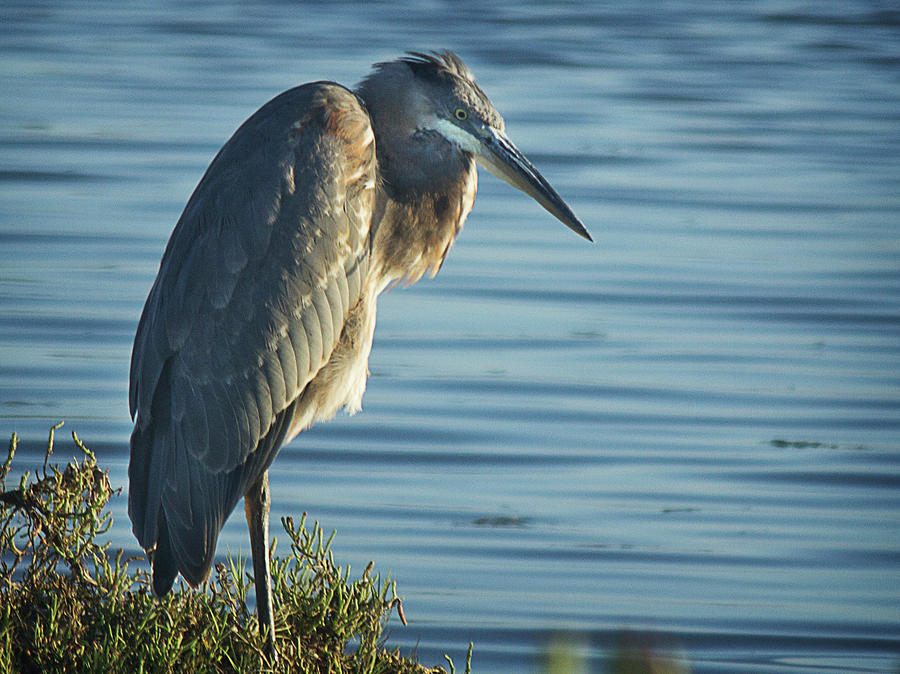 Great Blue Heron Photograph by Morgan Wright