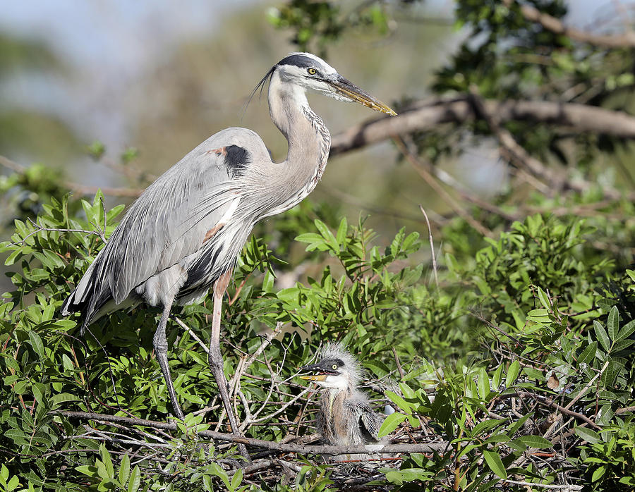 Great Blue Heron Nest and chick Photograph by Jack Nevitt