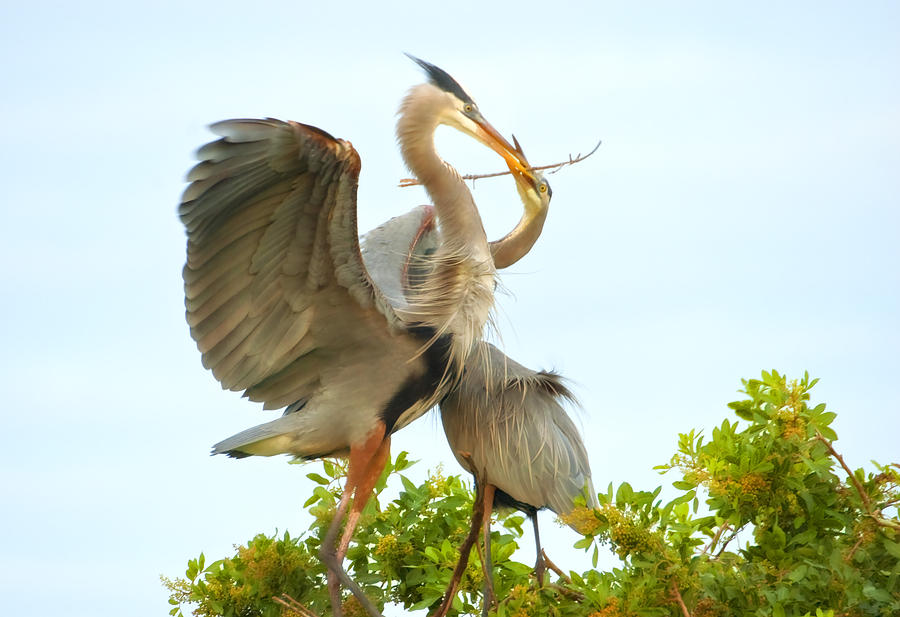 Bird Photograph - Great Blue Heron Nest Building by Perry James
