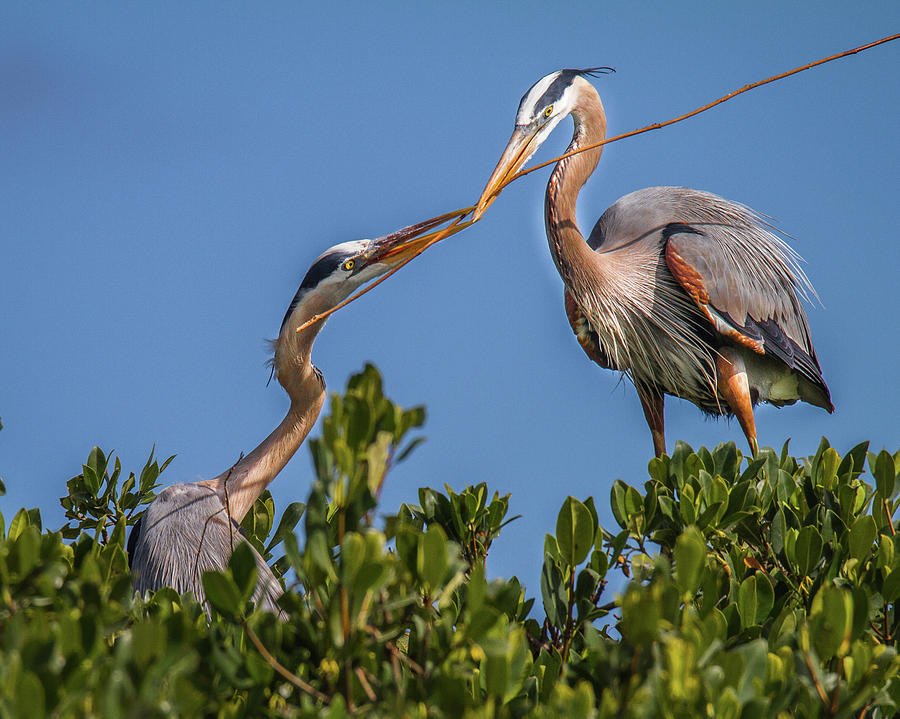 Great Blue Heron Nest Building Photograph by Ronald Lutz