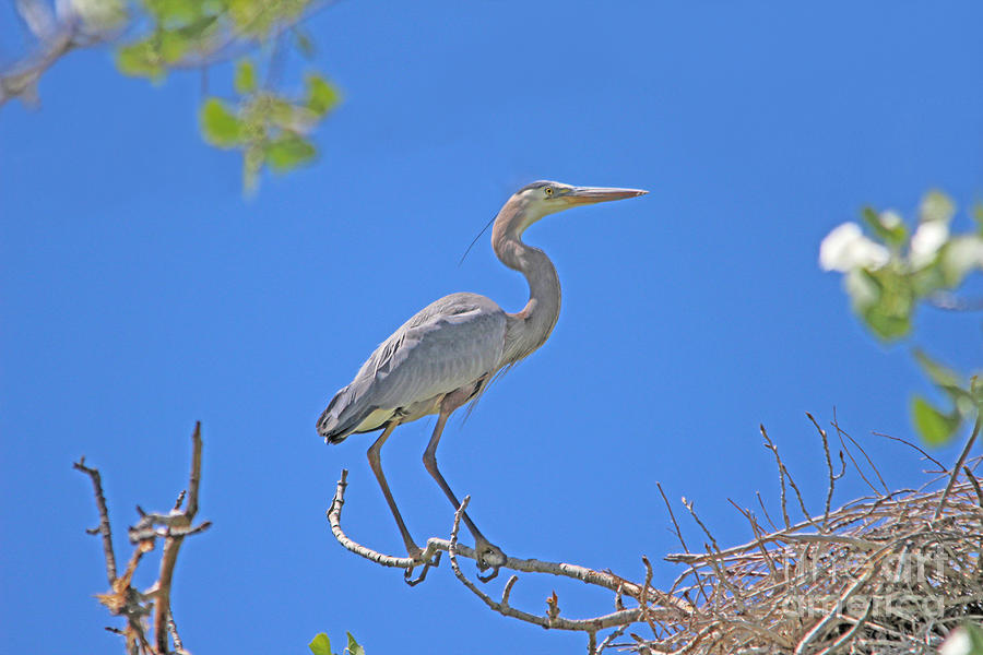 Great Blue Heron Nest Protector Photograph
