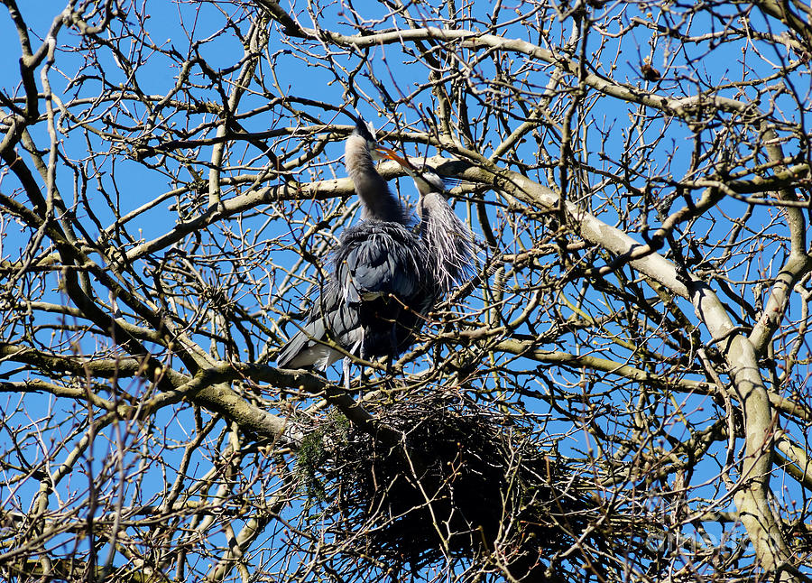 Great Blue Heron Nesting 2016 - 3  Photograph by Terry Elniski