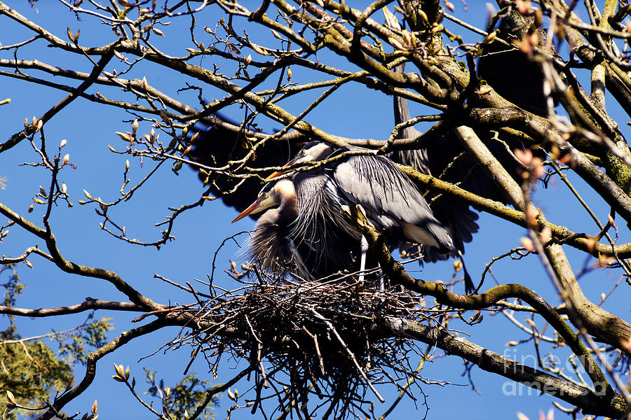 Great Blue Heron Nesting 2016 - 5 Photograph by Terry Elniski