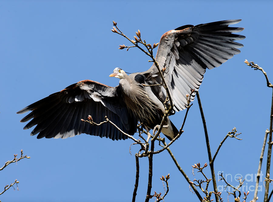 Great Blue Heron Nesting 2016 - 6 Photograph by Terry Elniski