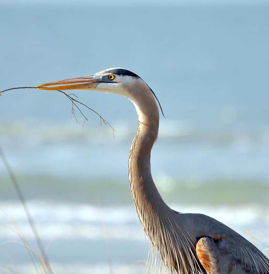 Great Blue Heron Nesting Photograph by Rose  Hill