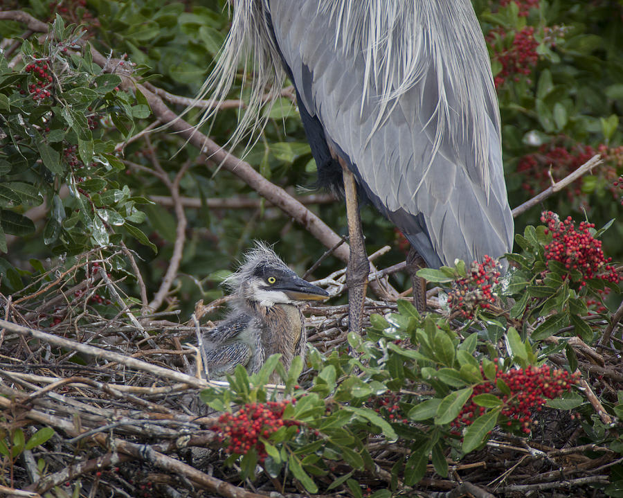 Great Blue Heron Nestling Photograph by David Watkins