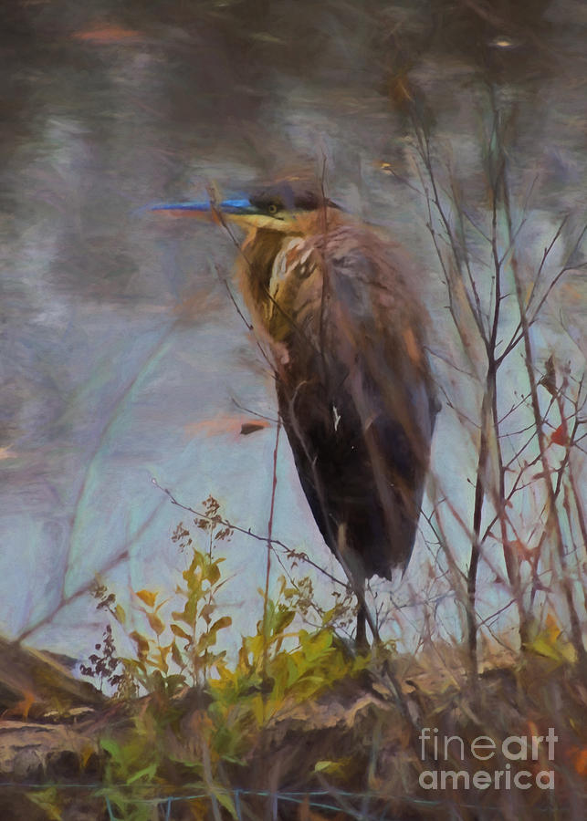 Great Blue Heron Oil Glaze Photograph by Mim White
