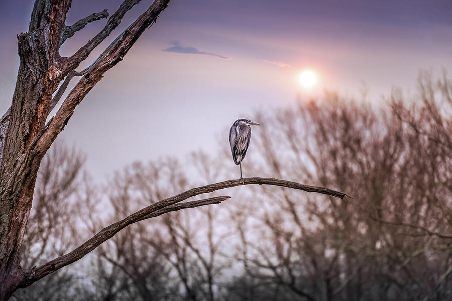 Great Blue Heron on a dead tree branch at sunset Photograph by Patrick Wolf
