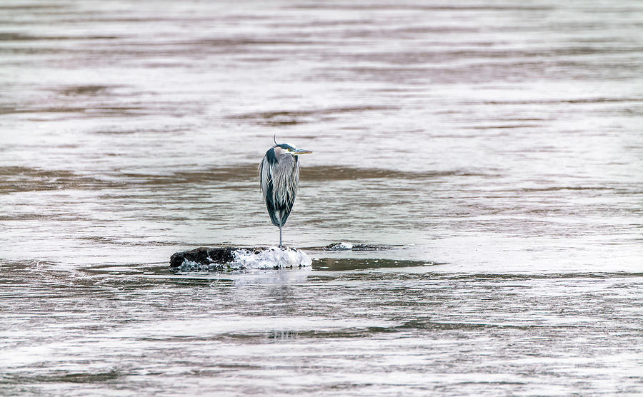 Great Blue Heron on a frozen lake Photograph by Patrick Wolf