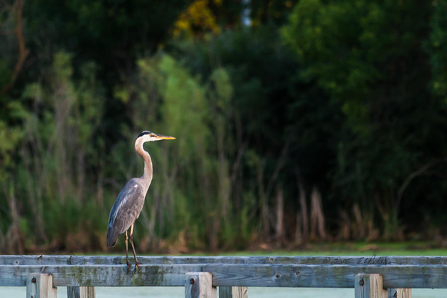 Great Blue Heron On A Handrail Photograph by Ed Peterson