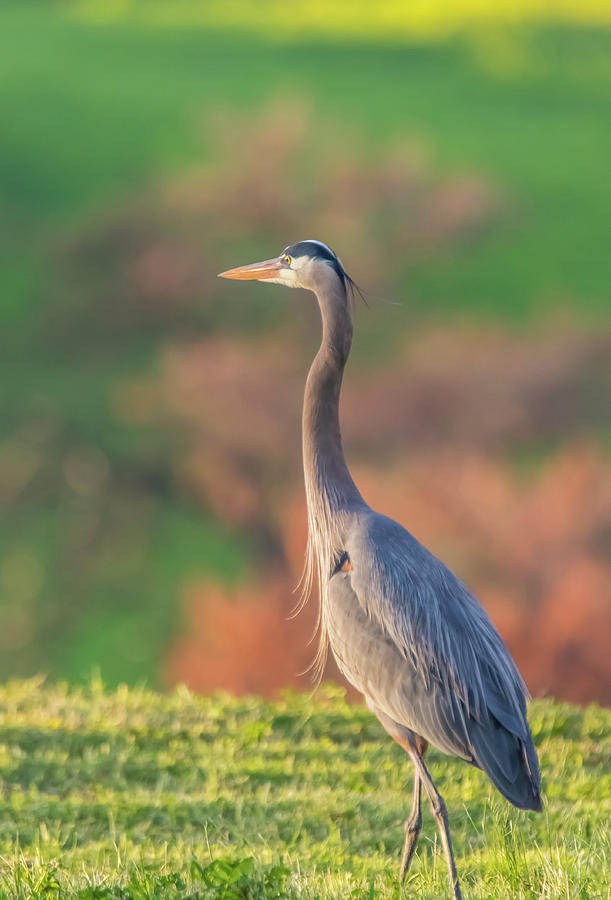 Great Blue Heron on a Hill Photograph by Marc Crumpler
