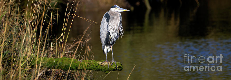 Great Blue Heron on a Log Photograph by Denise Bruchman