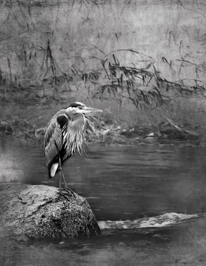 Great Blue Heron on a Rock bw Photograph by Belinda Greb