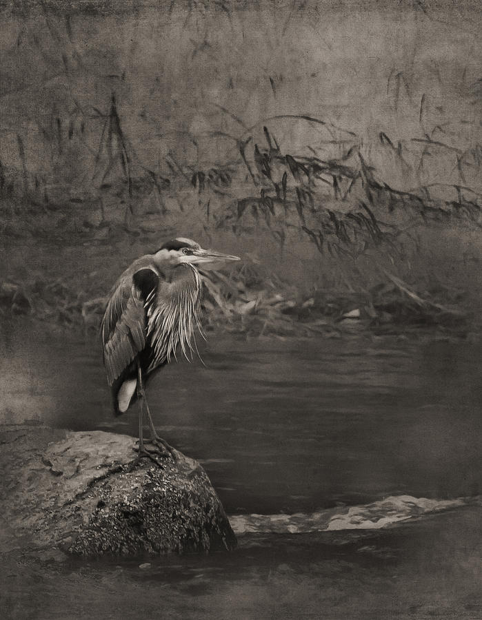 Great Blue Heron on a Rock sepia Photograph by Belinda Greb