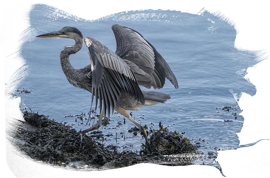 Great Blue Heron on Cape Cod Canal 1 Photograph by Constantine Gregory