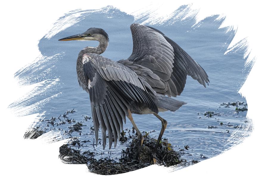 Great Blue Heron on Cape Cod Canal 2 Photograph by Constantine Gregory