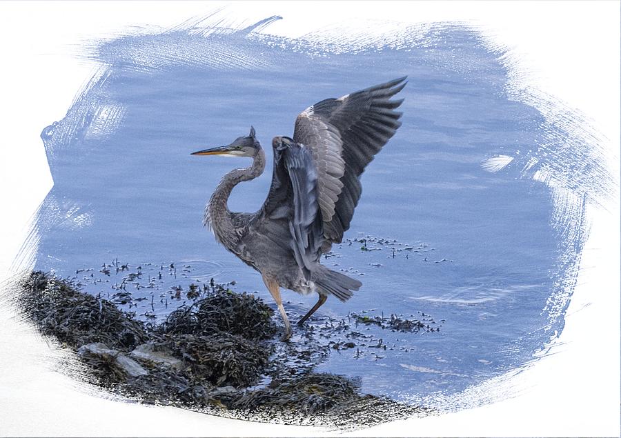 Great Blue Heron on Cape Cod Canal 3 Photograph by Constantine Gregory