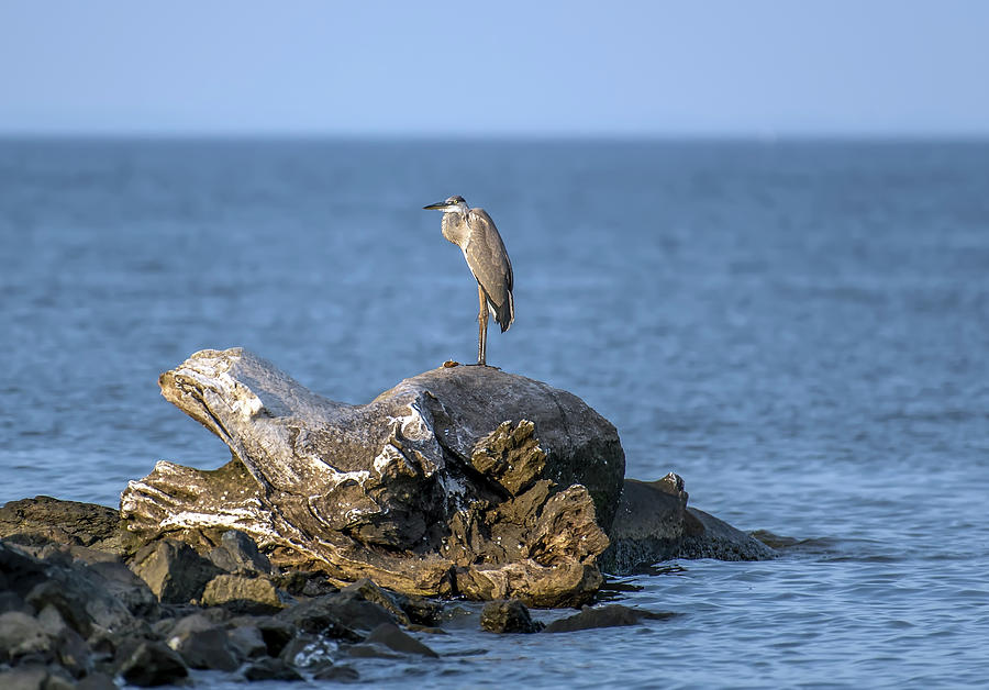 Great Blue Heron on Chesapeake Bay Photograph by Patrick Wolf