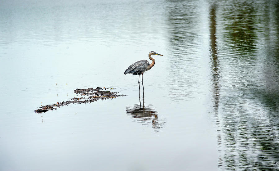 Great Blue Heron on Chesapeake Bay pond Photograph by Patrick Wolf