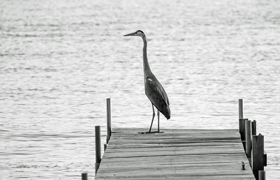 Great Blue Heron on Dock - Keuka Lake - BW Photograph by Photographic Arts And Design Studio