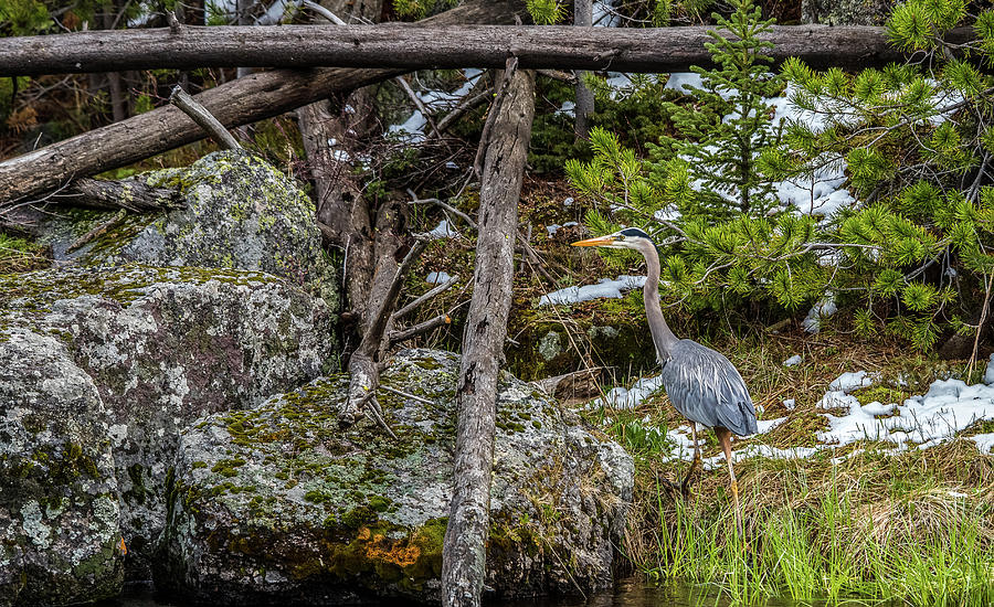 Great Blue Heron On Firehole River Photograph by Yeates Photography