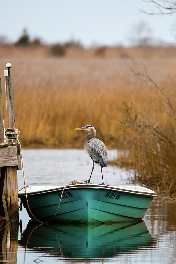 Great Blue Heron On Fishing Boat Photograph