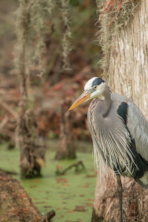 Great Blue Heron on Guard Photograph by Dorothy Cunningham
