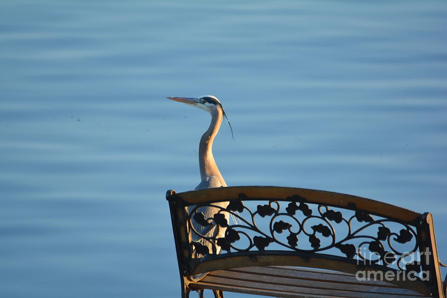 Billy Blue Heron...waiting on the bus... Photograph by Barb Dalton