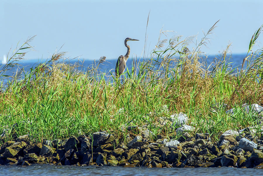 Great Blue Heron on jetty Photograph by Patrick Wolf