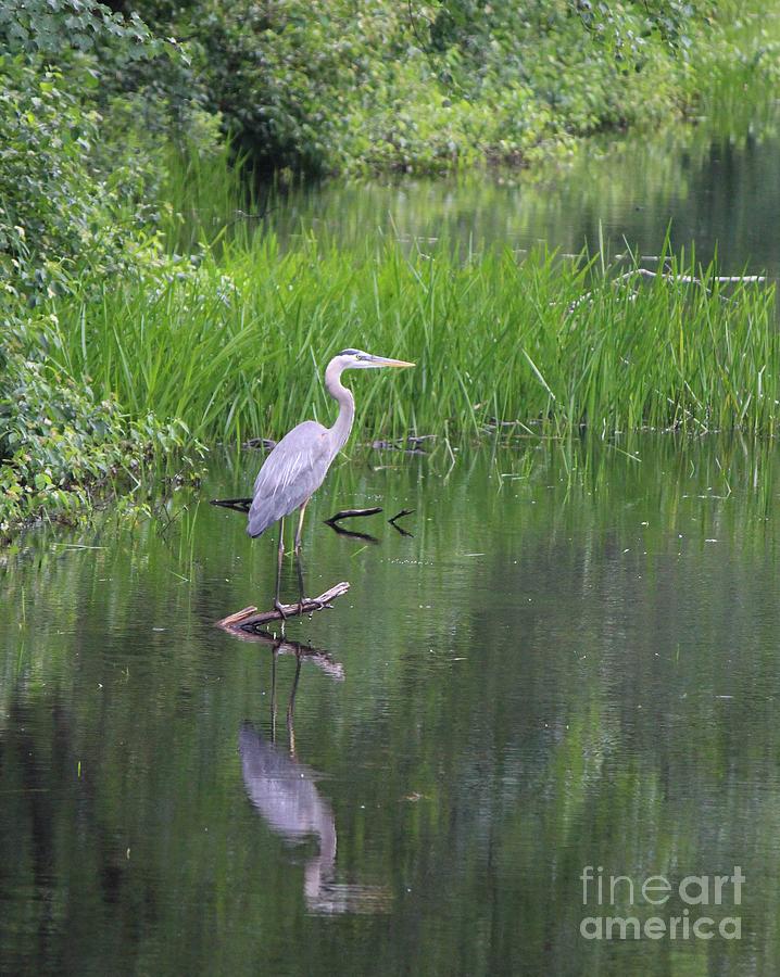 Great Blue Heron on log with reflection Photograph by Colleen Snow ...