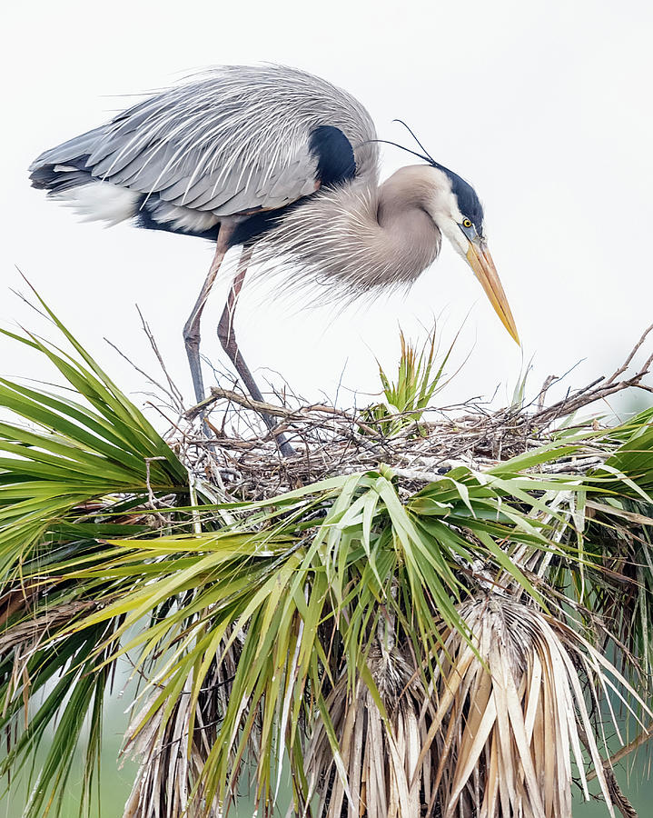 Great Blue Heron on Nest Photograph by Glenn Woodell