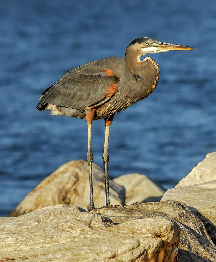 Great Blue Heron on rock Photograph by Patrick Wolf