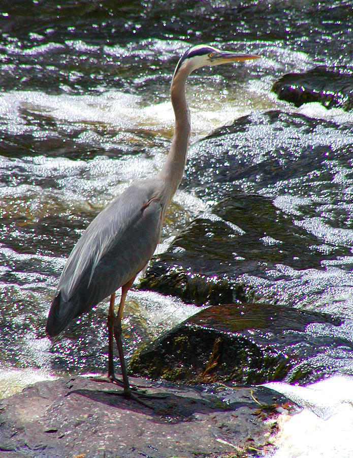 Bird Photograph - Great Blue Heron on Rocks by Marcia Berg Haskell