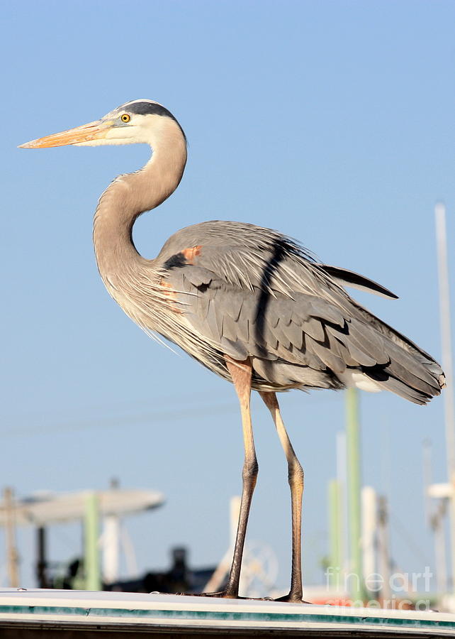 Great Blue Heron on Roof Photograph by Carol Groenen
