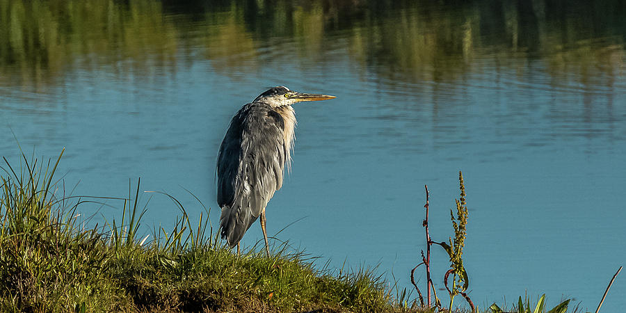 Great Blue Heron On Shore Photograph by Yeates Photography