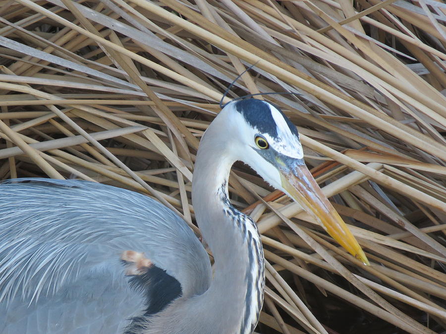Great Blue Heron on SPI Photograph by Keith Stokes