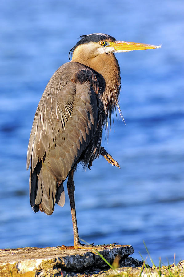 Great Blue Heron on the Chesapeake Bay Photograph by Patrick Wolf