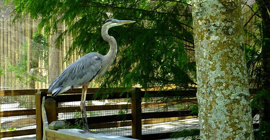 Great Blue Heron on the Fence Photograph by Judy Wanamaker