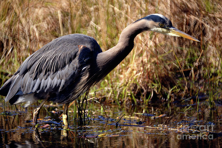 Great Blue Heron On The Hunt 1 Photograph by Terry Elniski