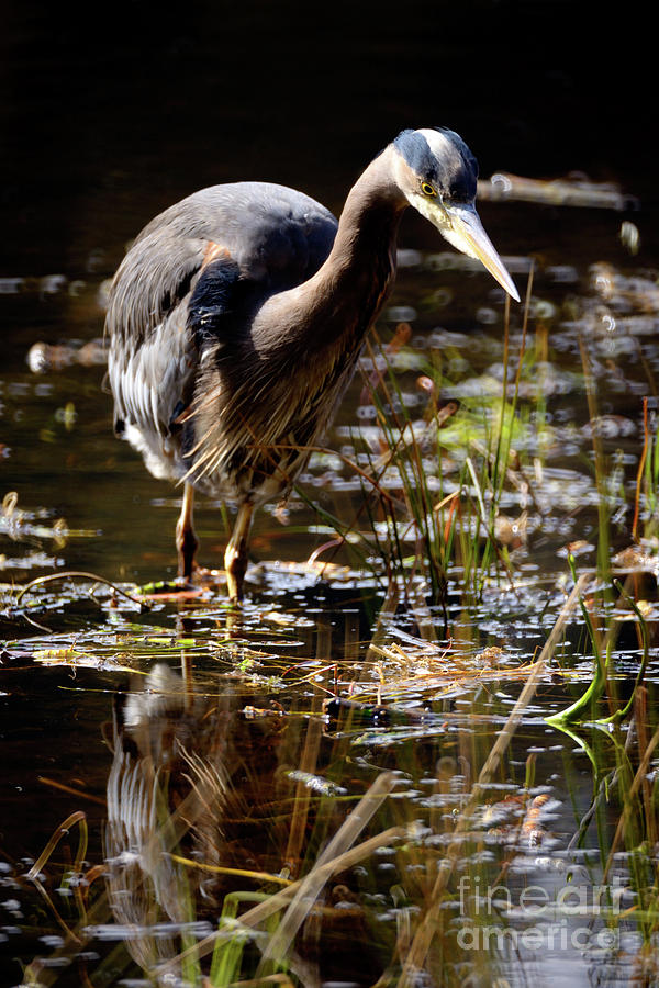 Great Blue Heron On The Hunt 2 Photograph by Terry Elniski