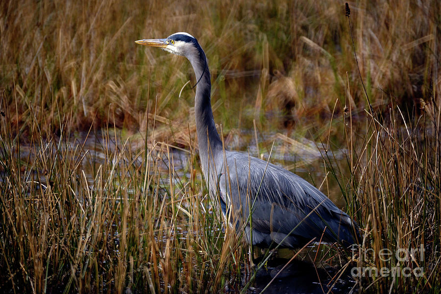 Great Blue Heron On The Hunt 3 Photograph by Terry Elniski