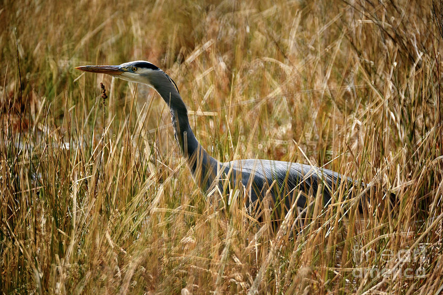 Great Blue Heron On The Hunt 4 Photograph by Terry Elniski