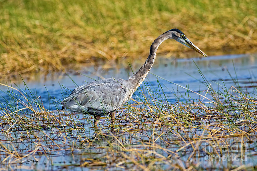 Great Blue Heron On The Hunt Photograph by DB Hayes