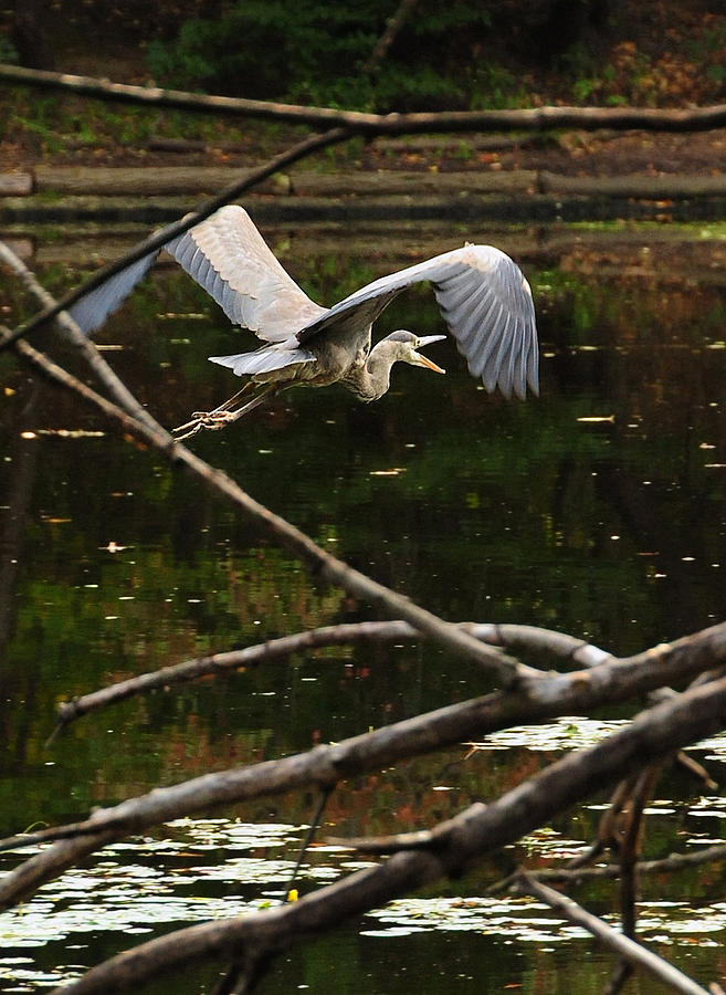 Great Blue Heron on the Lullwater Prospect Park Photograph by Tom Callan