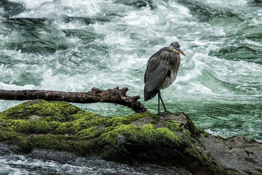Great Blue Heron on the McKenzie, No. 1 Photograph by Belinda Greb