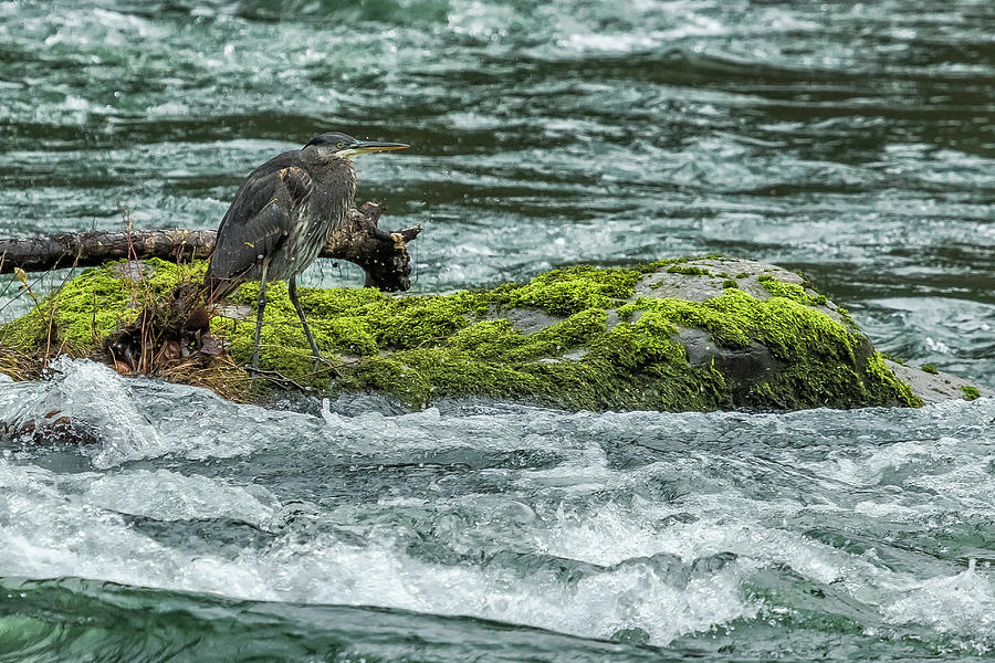 Great Blue Heron on the McKenzie, No. 2 Photograph by Belinda Greb